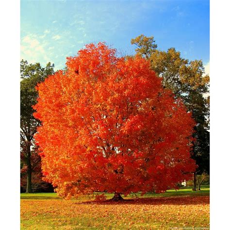 Image result for Array Test Question