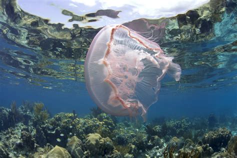 Are Moon Jellyfish Stings Bad