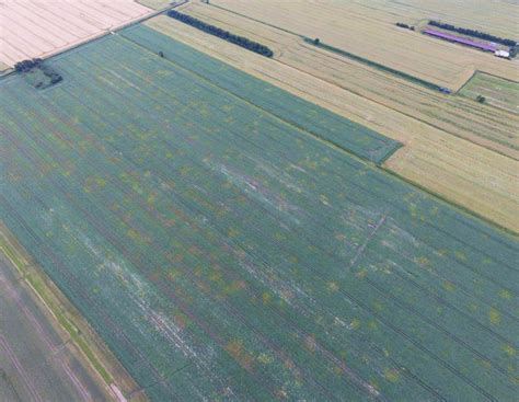 Virusepidemie zerstört Erbsen- und Ackerbohnenbestände | agrarheute.com