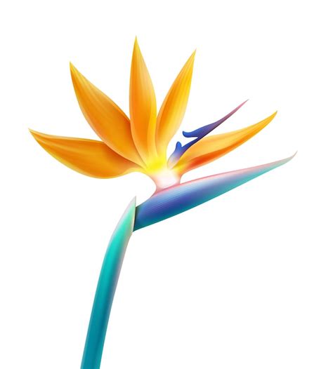 3d bird of paradise Images - Free Download on Freepik