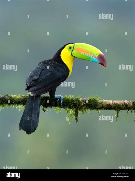 Image result for First Computer Algorithm Image