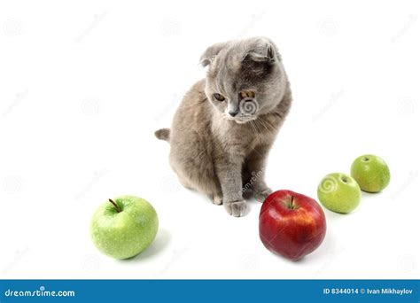 Cat apples stock photo. Image of kitten, fruit, freshness - 8344014