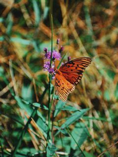 Download wallpaper 240x320 monarch butterfly, butterfly, insect, wings ...