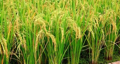 Green World PUSA BASMATI - 1121 VARIETY 8 KG SEEDS Seed Price in India ...