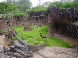 ZooLex Exhibit - African Wild Dog Exhibit