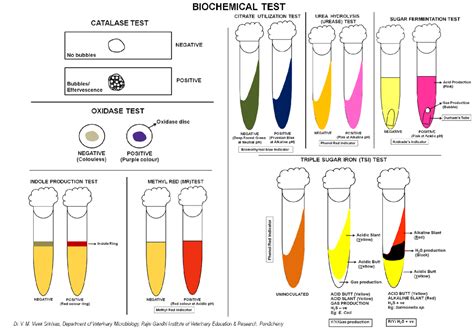 Biochemical Test Picture River 2021 - BIOCHEMICAL TEST CITRATE ...