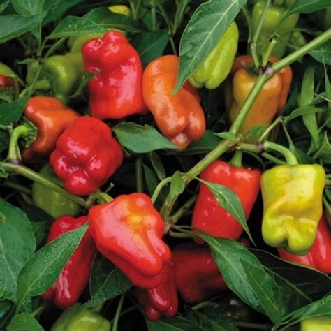 Cajun Belle Pepper Guide: Heat, Flavor, Uses