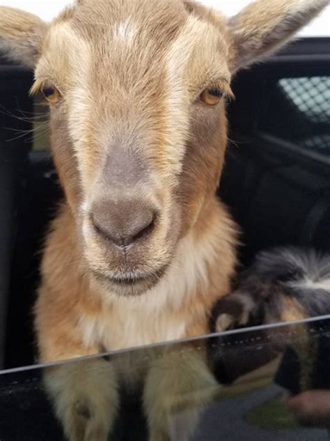 Goat Spitting On Man