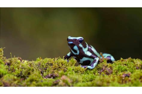 Florida’s Poisonous Frogs and What To Do If It All Goes Wrong - Animals ...