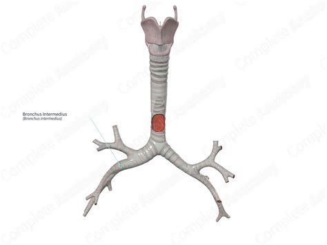 Bronchus Intermedius | Complete Anatomy