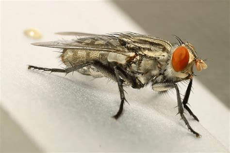 Fly Side View 的图像结果