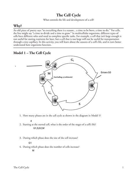 Image result for Cell Cycle Worksheet Answer Key