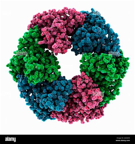 Chlorphoyll Complex Enzyme