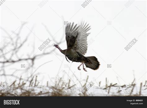 Wild Turkey Flight Image & Photo (Free Trial) | Bigstock