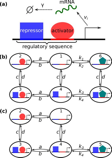 Image result for Locus Control Region Gene Expression
