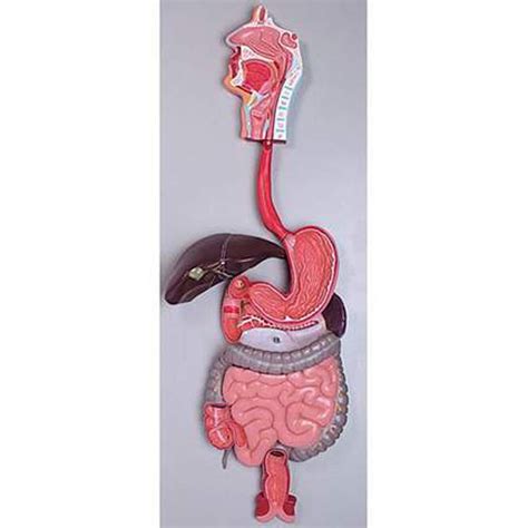 How to Make Digestive System Model 的图像结果