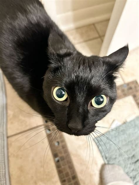 Airplane ears in 2025 | Cute cats, Funny cute cats, Cats and kittens