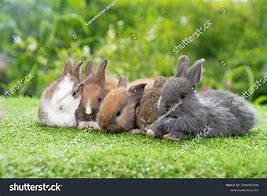 Image result for Bunny Laying Down