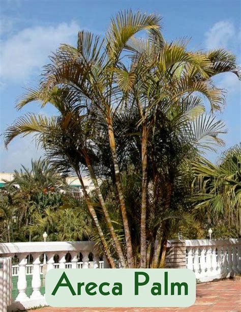 Broaden your Horizons with Palms — Kauai Seascapes Nursery