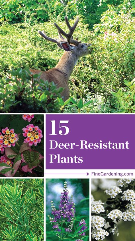 What Shrubs Deer Won't Eat at James Beau blog