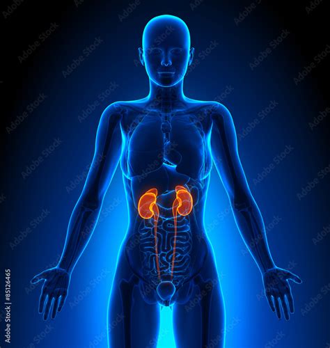 Image result for Diffusion Model Animation Forward Process
