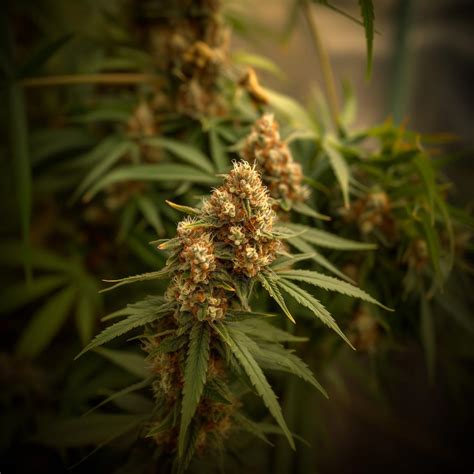 Strawberry Cough Strain Information & Effects