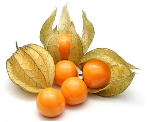 QTOF-ESI MS Characterization and Antioxidant Activity of Physalis ...