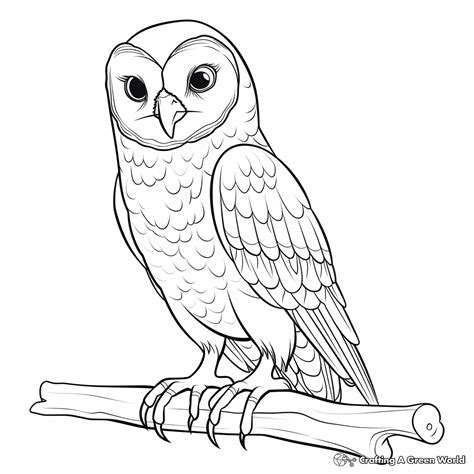 Flying Barn Owl Coloring Pages Barn Owl PNGs For Free Download