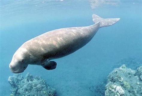 全球10大濒临灭绝的海洋动物，有不少是人为原因造成，你知道吗？