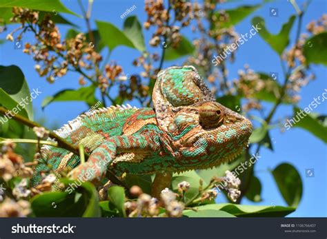 Chameleons Camouflage