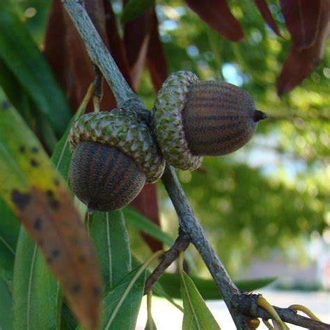 Willow Oak - Food Forest Nursery