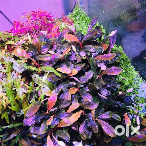 Aquarium plants - Pet Food & Accessories in RPC layout, Bengaluru ...