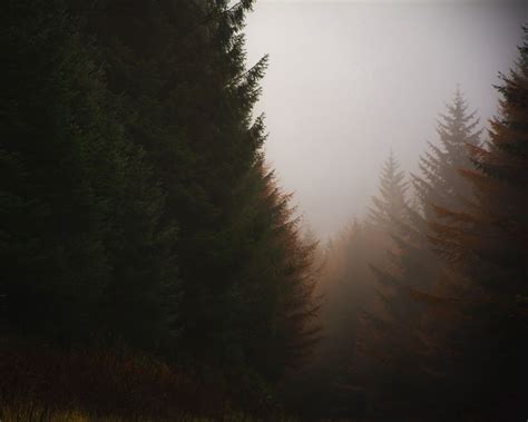 Download wallpaper 1280x1024 forest, conifer, fog, trees, autumn ...