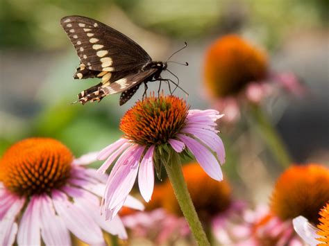 Diet Of Butterfly
