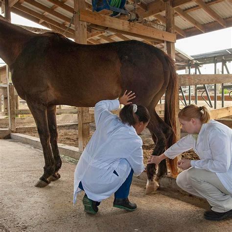 Where Do Veterinarians Work? Top # Work Locations | Ross Vet
