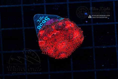 Chalice Convict Red (Filter)-LPS8_250705_142