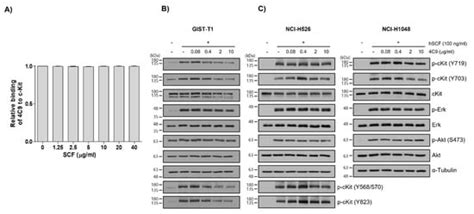 Antibody-Drug Conjugate Targeting c-Kit | Encyclopedia MDPI