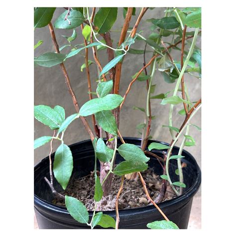 Zenobia pulverulenta 'Blue Sky' | Seeding