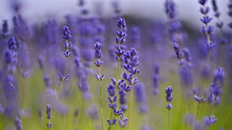 Правилото 8-8-8: Как лавандулата да цъфти по-дълго и по-пищно ...