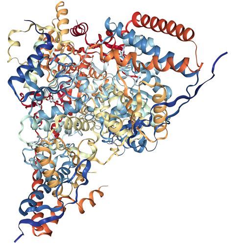 Image result for Pyruvate Dehydrogenase Complex PDHA1