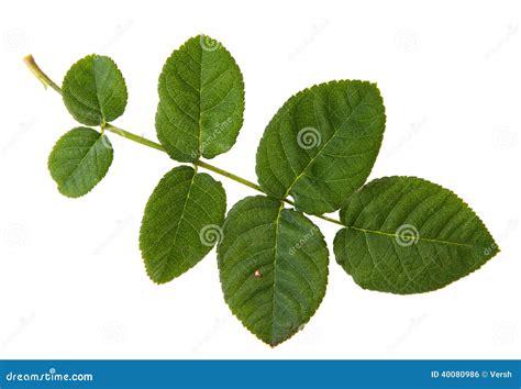 Green Leaf of Rose Bush Isolated on White Backgr Stock Photo - Image of ...