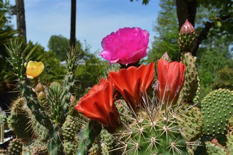 Hardy cacti - oregonlive.com