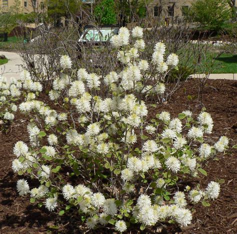 Spring Garden Shrubs at Gladys Kestner blog