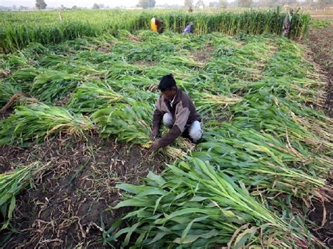 Central Government launches ‘Atmanirbhar Krishi app’ for farmers- Check ...