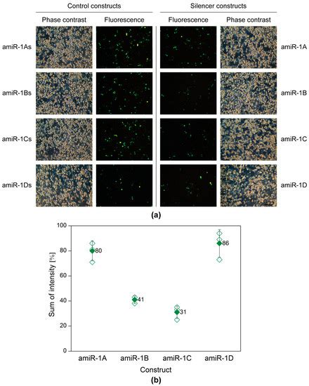 Development of a Dual-Vector System Utilizing MicroRNA Mimics of the ...