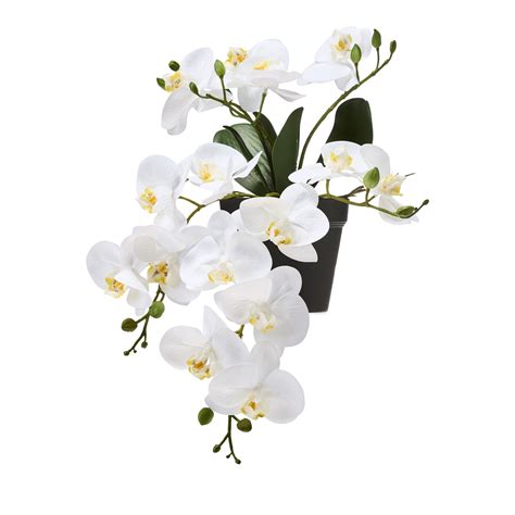 Potted White Hanging Orchid 6 Stem | Adairs