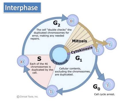 Image result for Interphase Movement