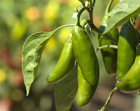 See how to grow jalapeno peppers in pots in your backyard | Homes and ...