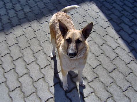 Image result for Tapi Mod