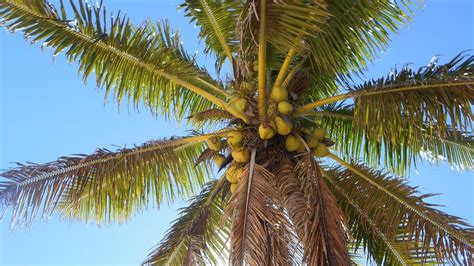 Wallpaper palm tree, branches, bottom view, sky hd, picture, image